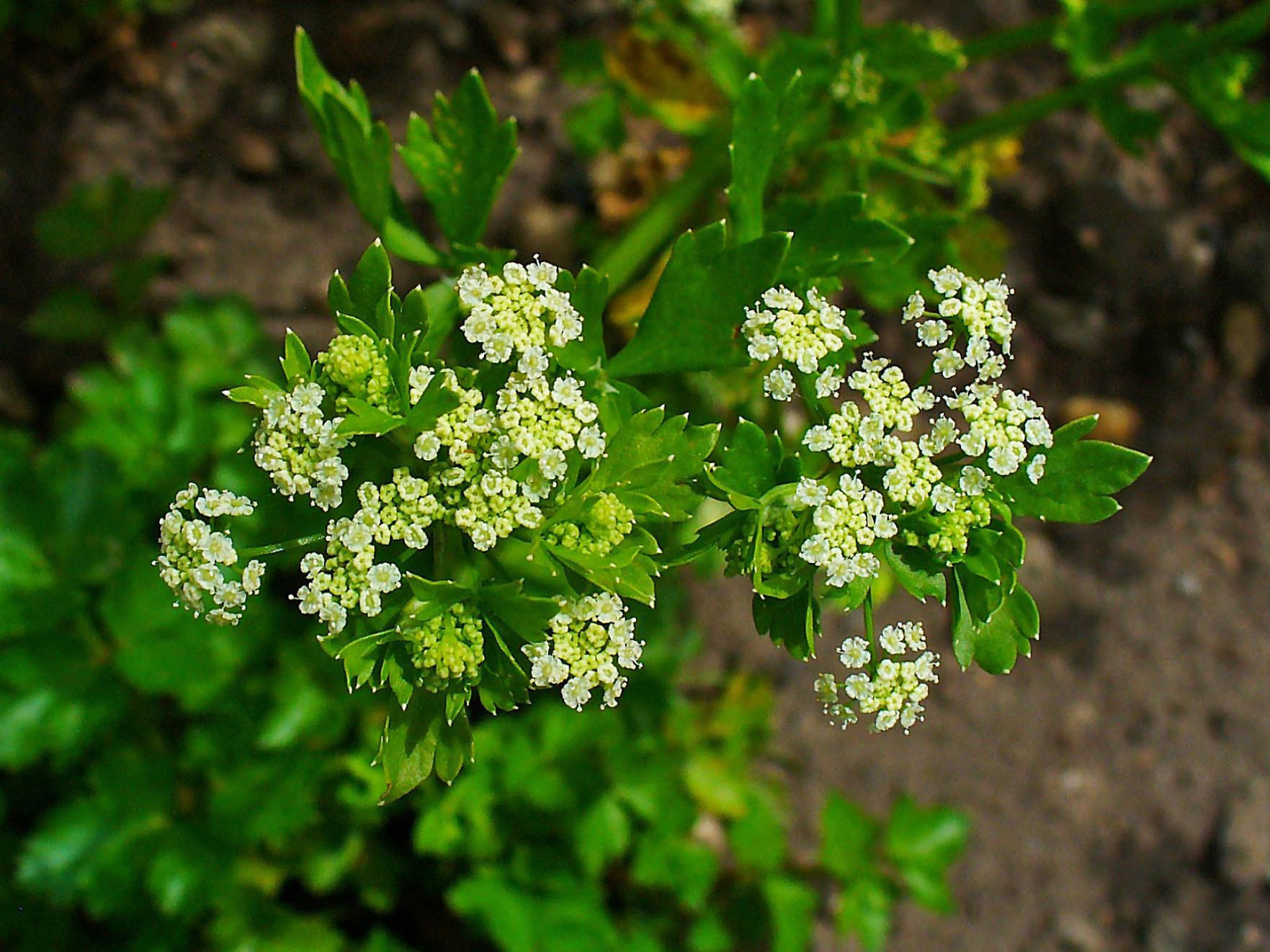 Apium graveolens Apium graveolens